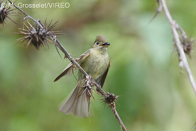 Cordilleran Flycatcher g25-6-011.jpg